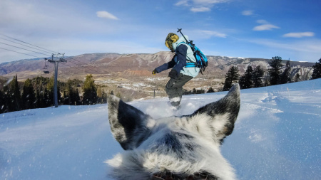 Крепление на собаку GoPro