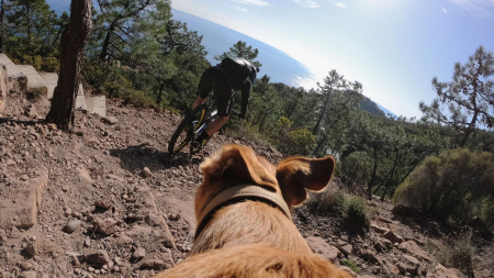 Крепление на собаку GoPro